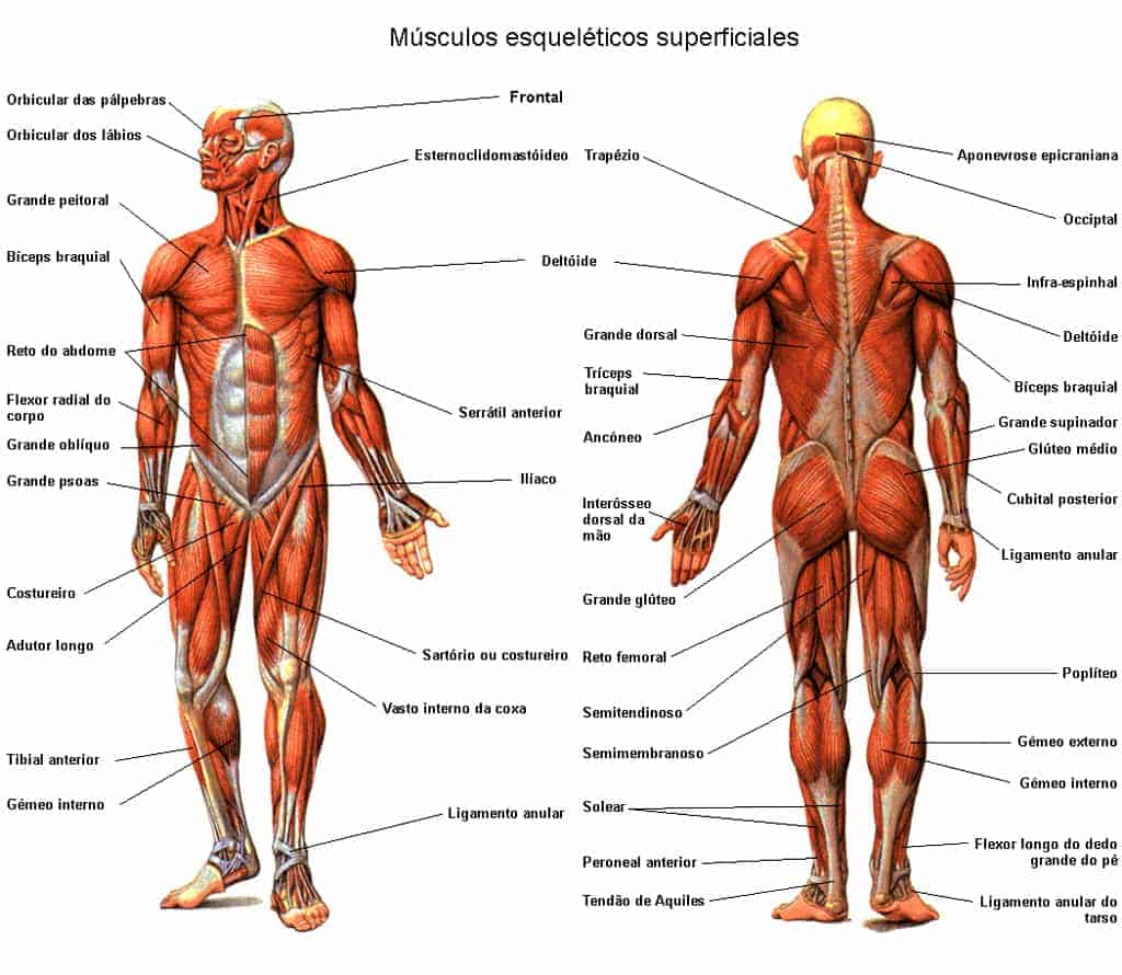 esquema del sistema muscular con nombres	