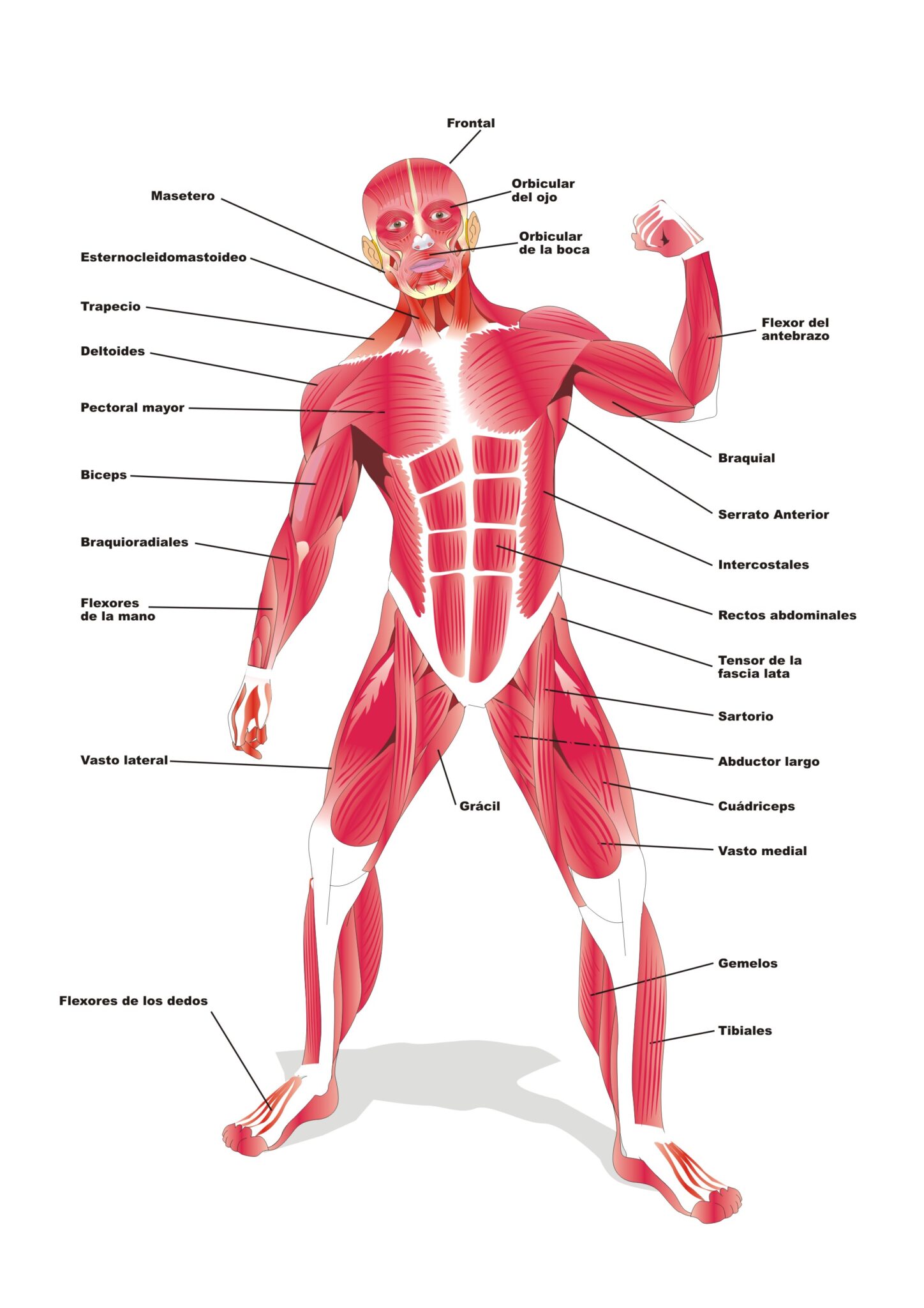 Sistema Muscular Humano | Vector Premium