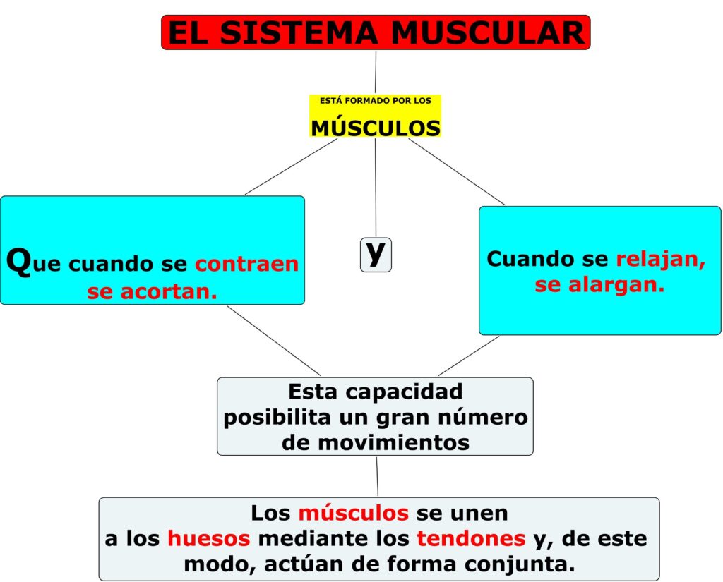 esquema del sistema muscular para imprimir