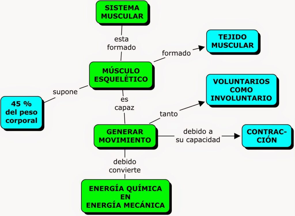 esquema del sistema muscular pdf