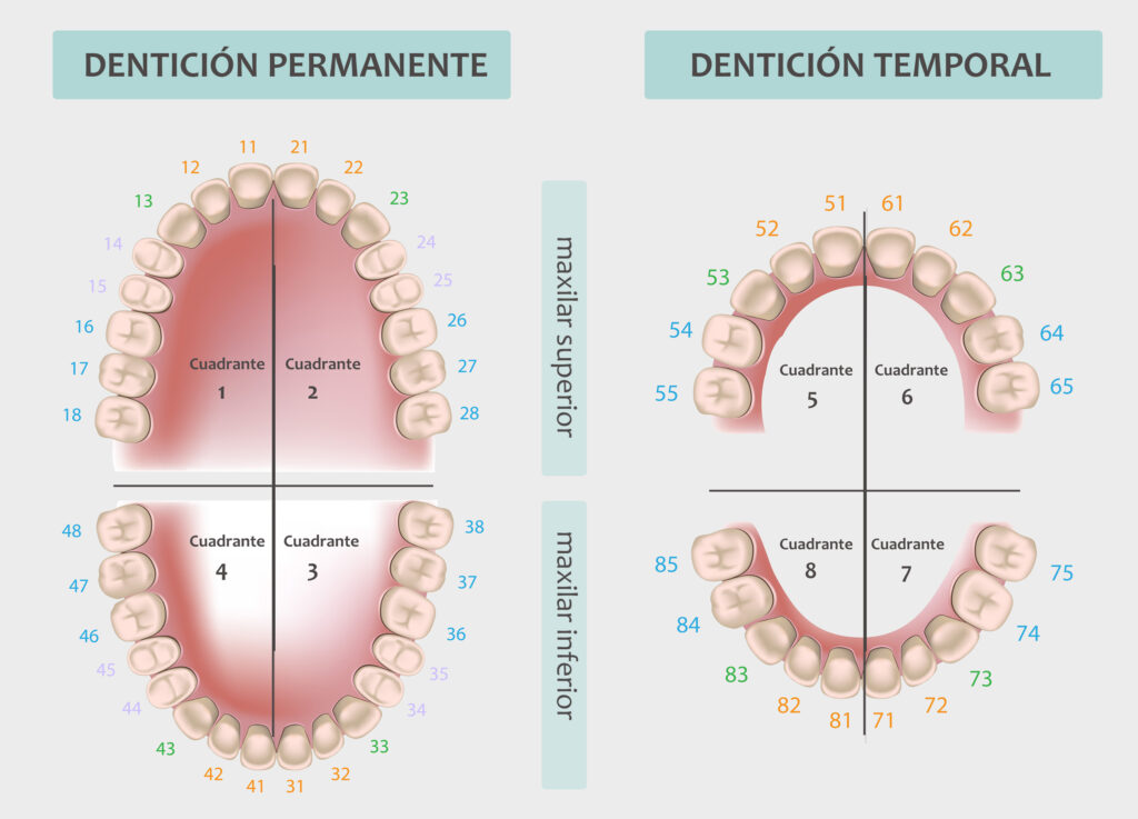 esquema dental pdf
