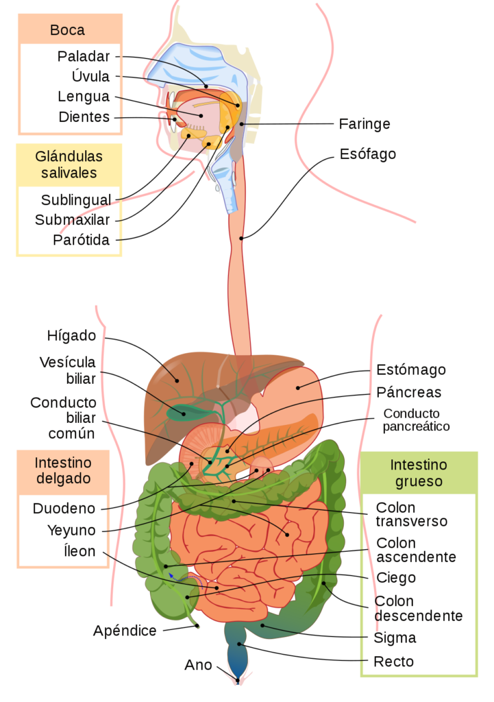 esquema anatomico del estomago
