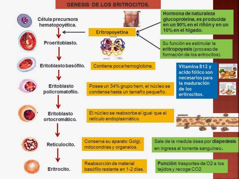Leucopoyesis Esquema ¡fotos And Guía 2021
