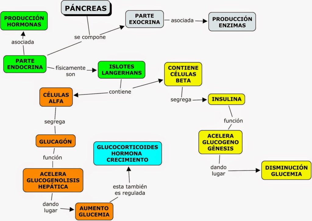 esquema del higado y pancreas