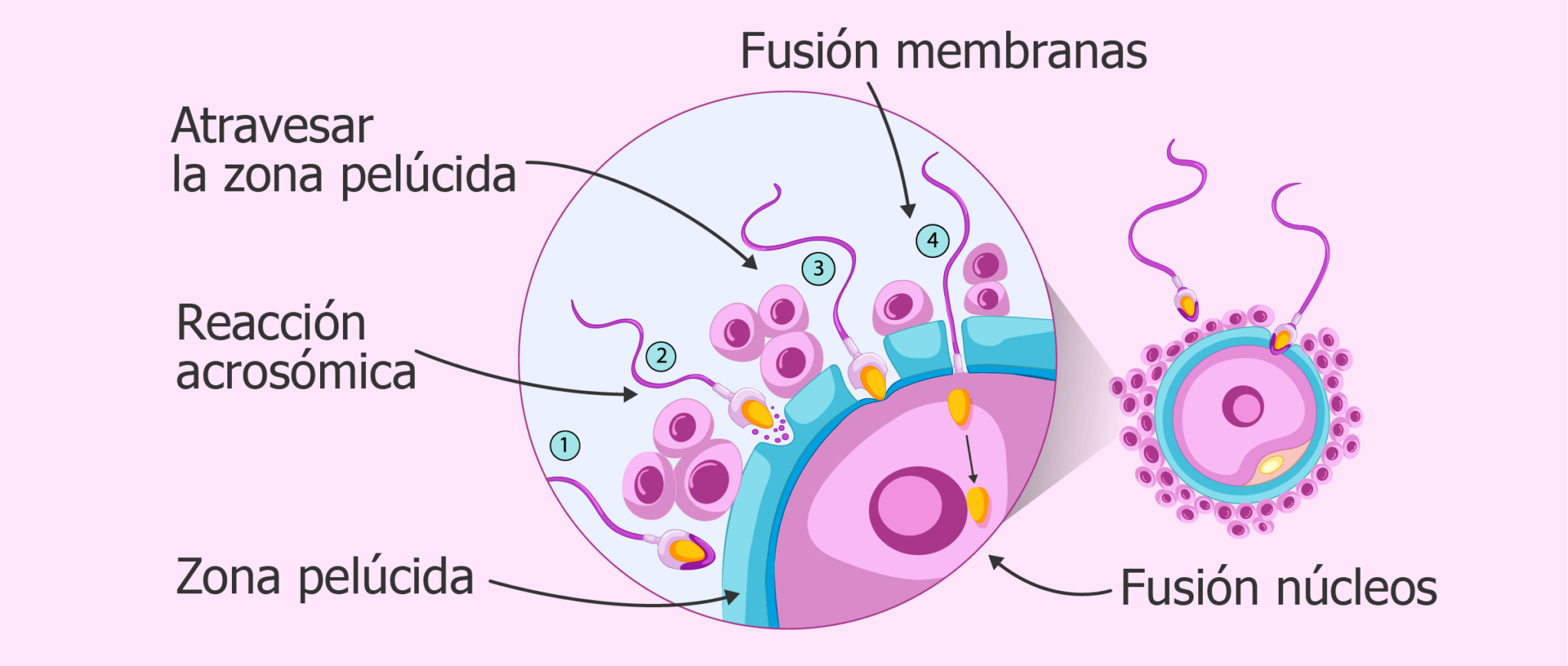 Esquema de la fecundación ¡Fotos & Guía 2024!