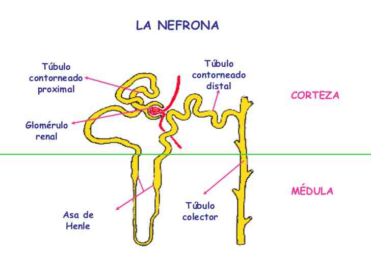 esquema anatomico nefrona